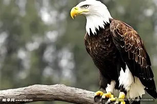 老鹰分外顽强,普洛特涅神来之笔宣告大穆破晋级 老鹰分外顽强,普洛特涅神来之笔宣告大穆破晋级